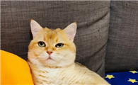 猫咪吃奶为什么咬碗边呢