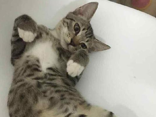 标准的四蹄踏雪狸花猫图片 标准的四蹄踏雪狸花猫图片