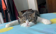 猫咪老往床上爬是为什么
