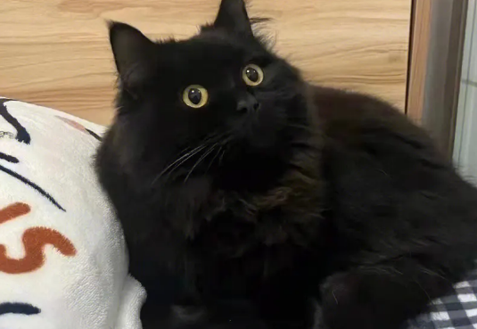 玄猫稀有吗