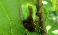 一身紫铜 身披绒毛 北京市植保站:遇到这种“苹毛丽金龟”得留神