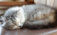 猫咪睡觉为什么团成一团