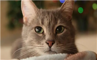 猫咪为什么总是爱咬我头发呢