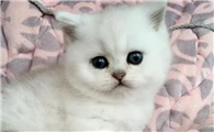 猫咪为什么喜欢横穿马路呢