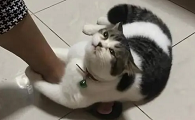 为什么猫咪会想绊人腿