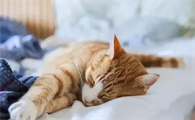 猫咪睡觉前为什么不理人呢