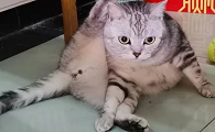 为什么猫咪双脚交替踩地