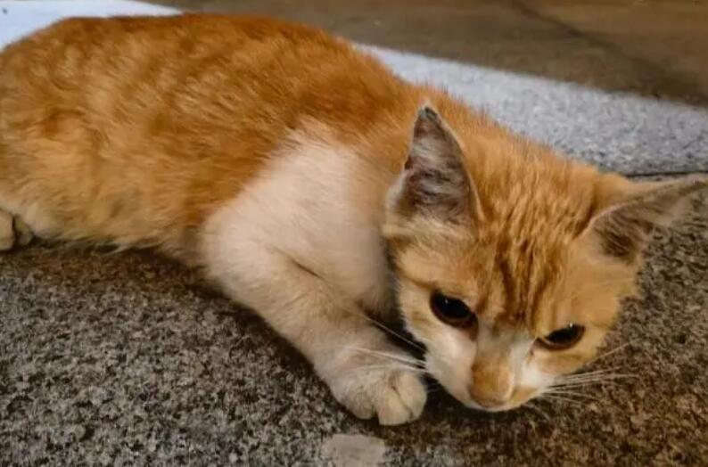 橘猫的性格特点 橘猫的性格特点