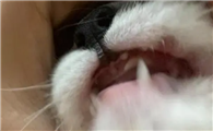 为什么猫咪的牙会掉啊