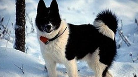 欧式俄国莱卡犬外形特征及训练方法 欧式俄国莱卡犬外形特征及训练方法