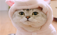 为什么猫咪疫苗这么稀缺呢