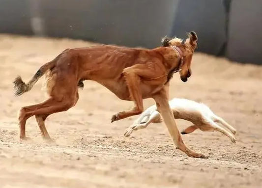 哮天犬是中华细犬吗? 哮天犬是中华细犬吗?