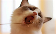 猫咪为什么老是乱叫呢怎么回事