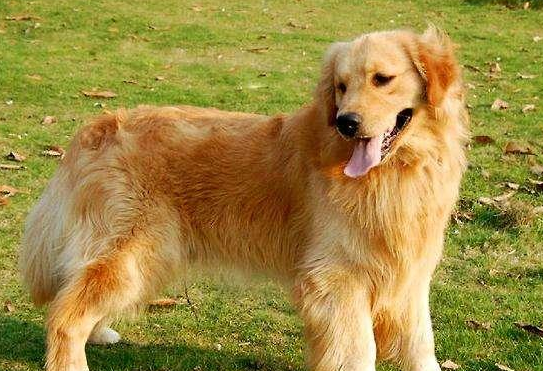 金毛犬好养吗优缺点有哪些表现 金毛犬好养吗优缺点有哪些表现