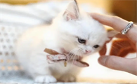 为什么猫咪会产生依赖感呢