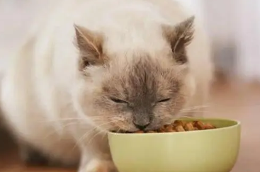 迈莱迪猫粮质量好吗 迈莱迪猫粮质量好吗