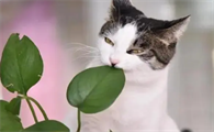 猫咪为什么爱吃绿箩呢