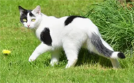 猫咪为什么春天爱叫呢