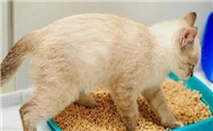 猫咪为什么大便会吼叫呢