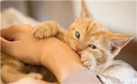 猫咪容易抓主人吗为什么呢