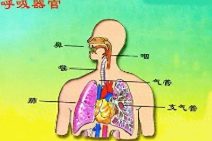 为何脊椎动物的鼻子都长在脑袋上? 为何脊椎动物的鼻子都长在脑袋上?