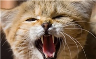 猫咪为什么蹭我叫啊