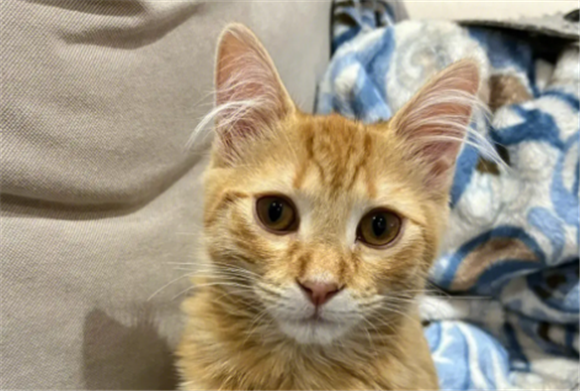 大耳朵橘猫是什么品种 大耳朵橘猫是什么品种