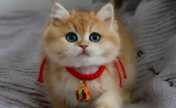 猫咪喜欢扎头绳是为什么