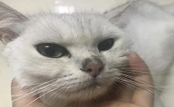 猫咪的鼻子变的透明是怎么回事