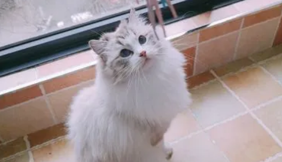 山猫纹和海双哪个贵