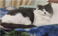 猫为什么最近嫌弃我