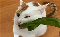 为什么猫咪吃菜会排毛发啊