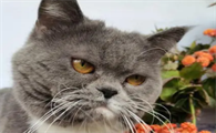 猫咪的眼神为什么那么忧郁呢