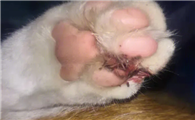 猫把自己的爪子咬烂了咋办