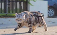 猫咪走路要走捷径是为什么