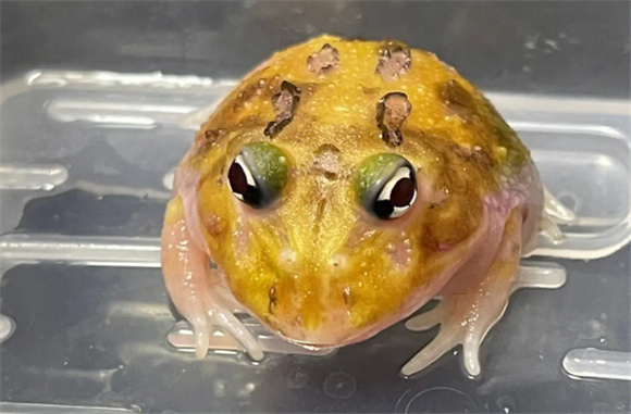 角蛙到底有多可怕