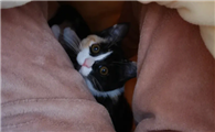 猫咪为什么喜欢叫妈妈呢怎么回事