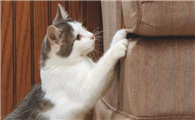 猫咪为什么会挠墙上呢