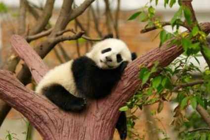 用英语介绍熊猫5句话带翻译