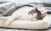 猫咪为什么那么喜欢上床睡呢