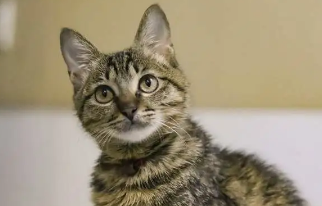 梅狸猫和狸花猫的区别 梅狸猫和狸花猫的区别