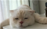 猫咪为什么喜欢爬桌子下面呢