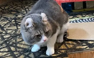 为什么猫咪对兔子有敌意