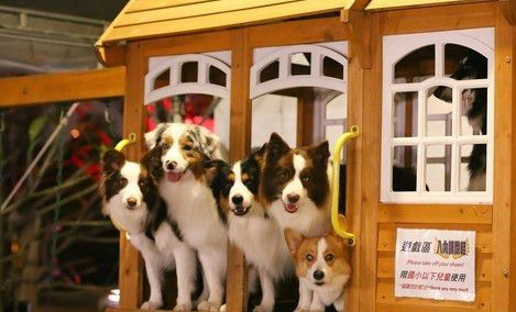 阿富汗猎犬站旁边牧羊犬瞬间变「柯基」妈笑说：要慎选拍照伙伴