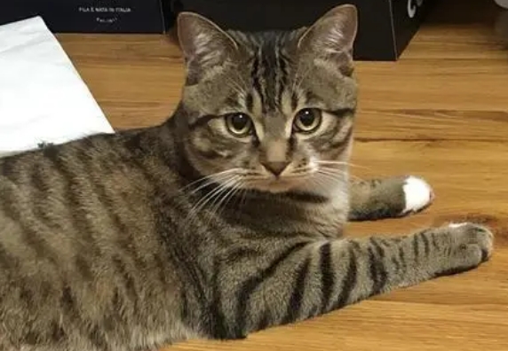 黄狸花猫寿命