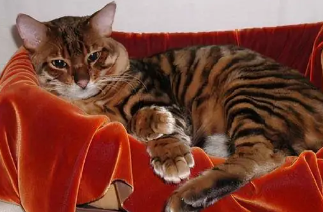 虎皮猫长什么样子