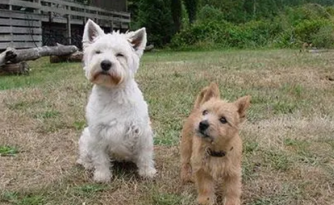 诺维奇梗犬好不好养? 诺维奇梗犬好不好养?
