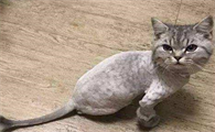 猫咪毛为什么刮不干净呢