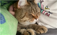 猫咪为什么钻被窝里睡呢