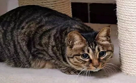 狸花猫代表什么